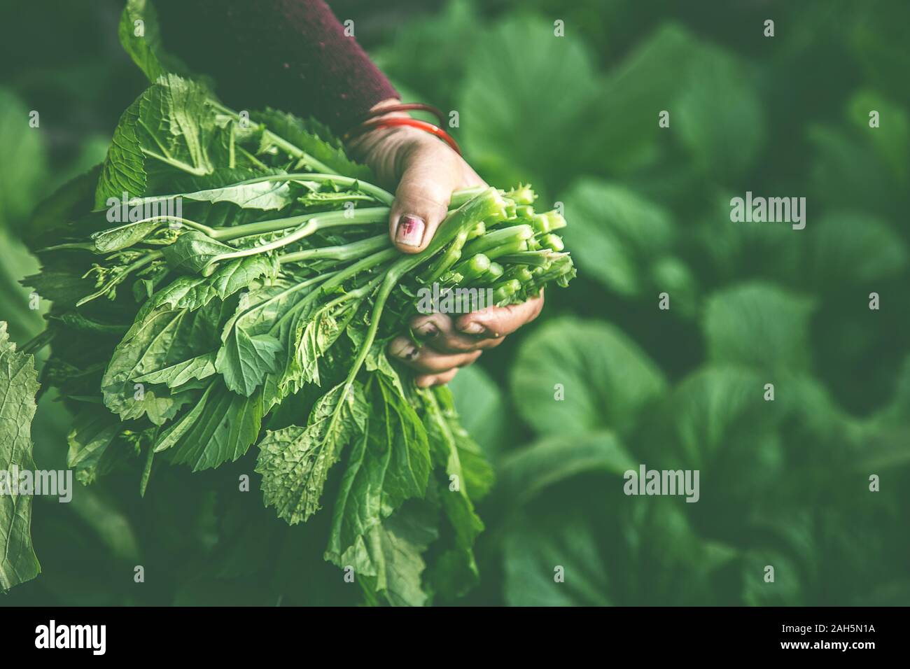 Frauen sammeln frischer Salat aus Gemüsegarten Stockfoto