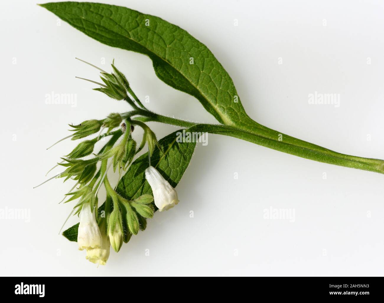 , Beinwell, Symphytum officinale, ist eine Wildpflanze mit weissen oder lila Blueten. Sie ist eine wichtige Heilpflanze und wird auch in der Medizin ve Stockfoto