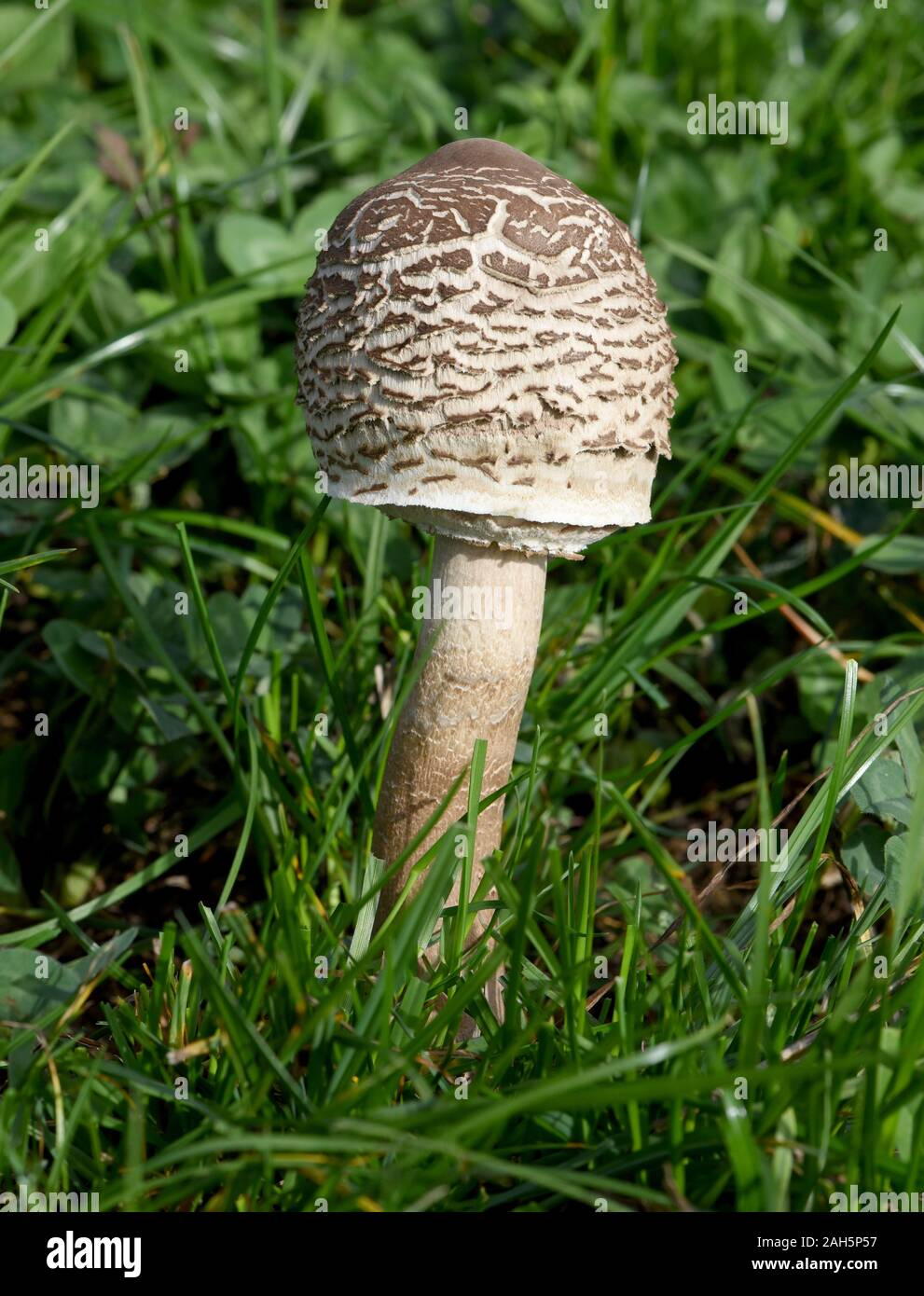 Parasolpilz, Macrolepiota procera, auch Schirmpilz genannt, ist ein guter Speisepilz der auf Wiesen und im Wald waechst. Sonnenschirm Pilz, Macrolepiot Stockfoto