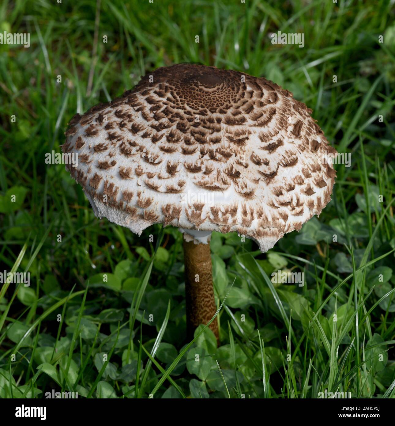 Parasolpilz, Macrolepiota procera, auch Schirmpilz genannt, ist ein guter Speisepilz der auf Wiesen und im Wald waechst. Sonnenschirm Pilz, Macrolepiot Stockfoto