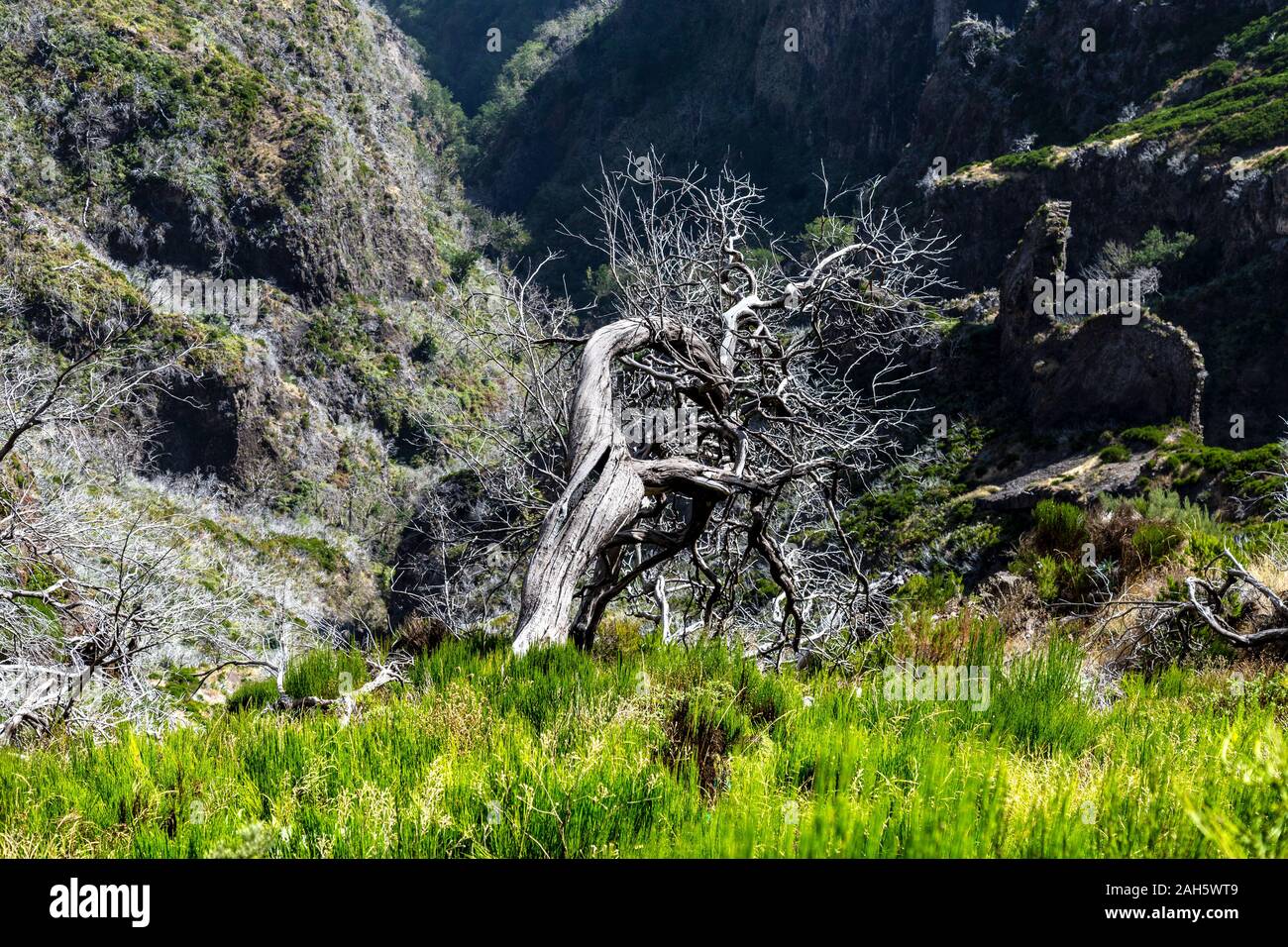 Weiße Bäume durch Feuer beschädigt entlang der Wanderroute von Pico do Arieiro nach Pico Ruivo, Madeira, Portugal Stockfoto