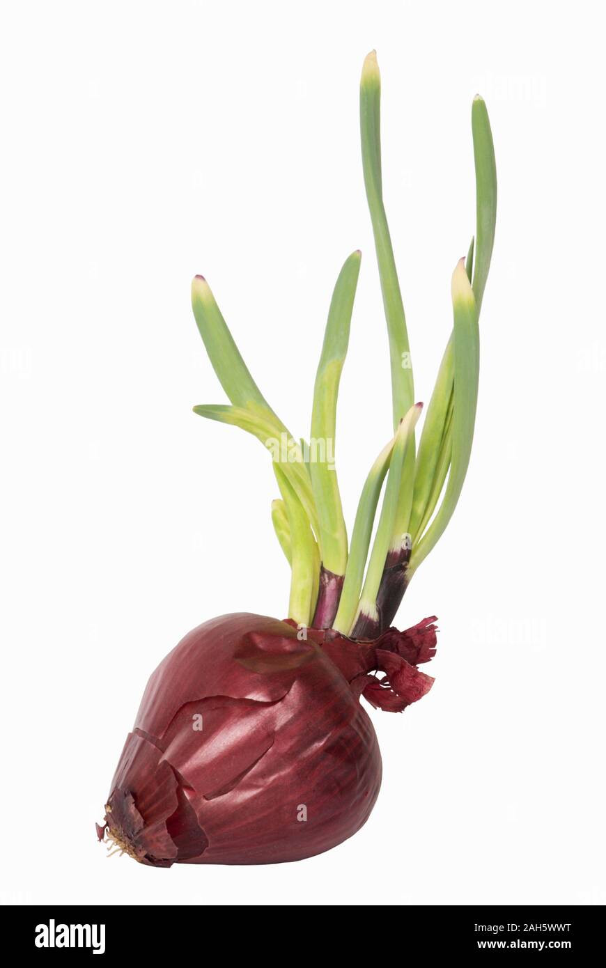 Nahaufnahme von einem rot gefärbten Spanisch Zwiebel mit Sprossen wachsen von oben. Dieses Bild ist auf einem weißen Hintergrund. Stockfoto