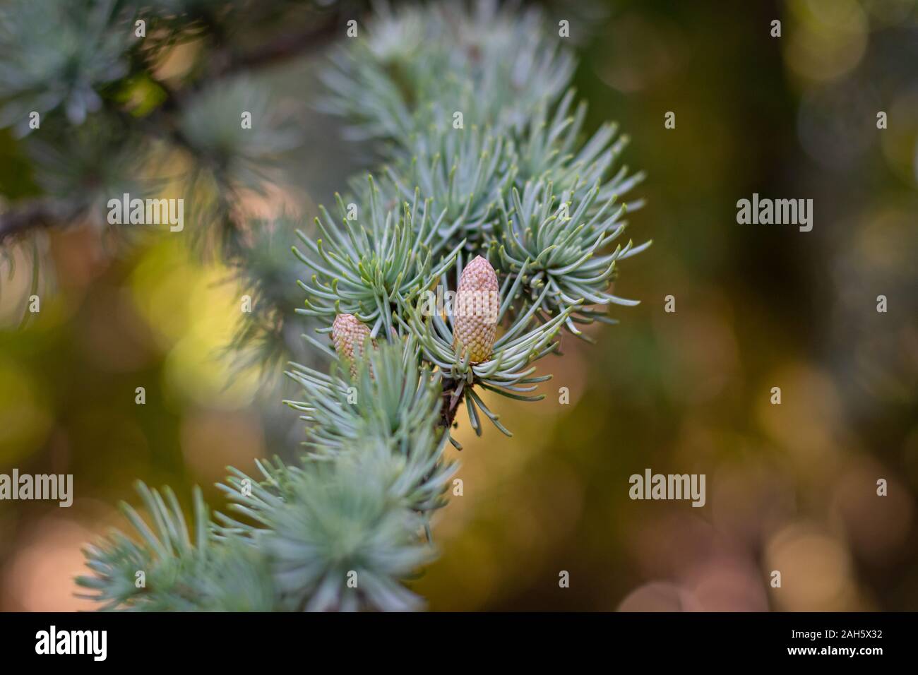 Atlas Zeder Pine Cone (Cedrus Atlantica Hastata) Stockfoto