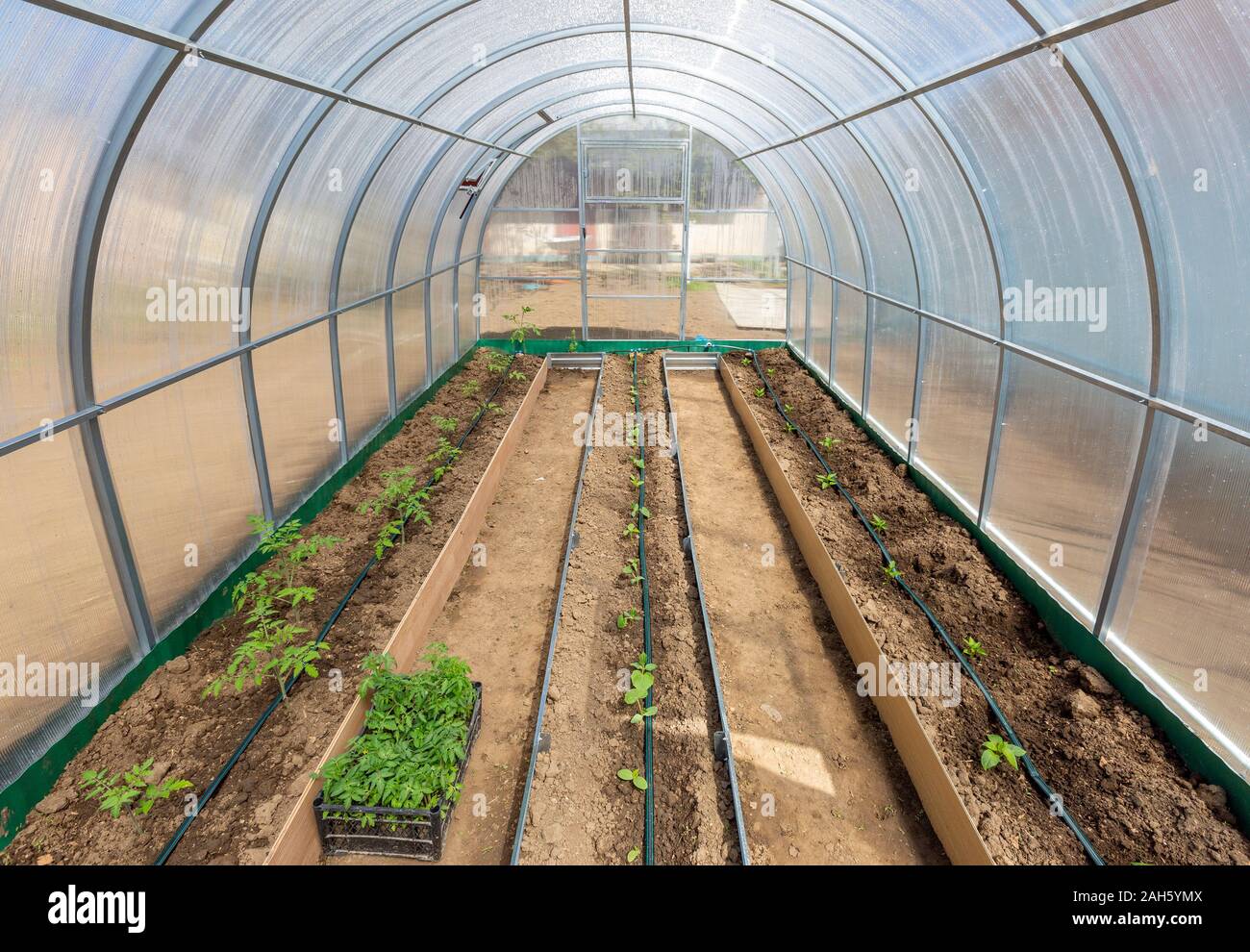 Reihen mit Tomate, Gurke und Paprika Pflanzen im Gewächshaus mit Tropfbewässerung Stockfoto