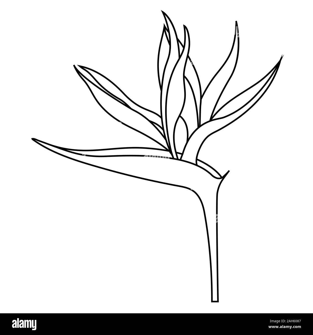 Leere Umriss der Strelitzia reginae Blume oder Bird of paradise flower für die Färbung. Offizielle Blume von Los Angeles. Auf weißem Hintergrund, flach Stock Vektor