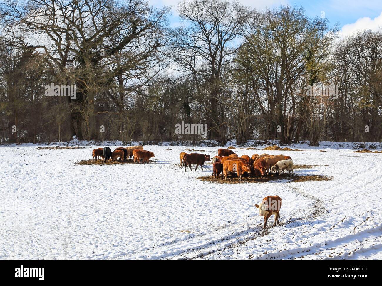 Zwei Gruppen von Kühen rund um den Futtertrog an einem schönen Wintertag gesammelt. Eine einzelne Kuh verschoben von der Gruppe weg. Stockfoto Zwei Gruppen von Kühen rund um den Futtertrog an einem schönen Wintertag gesammelt. Eine einzelne Kuh verschoben von der Gruppe weg. Stockfoto