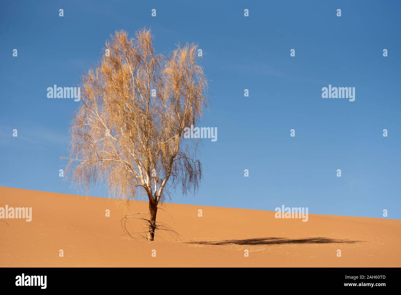 Eine lebendige Tamariske in der Wüste Lut Stockfoto