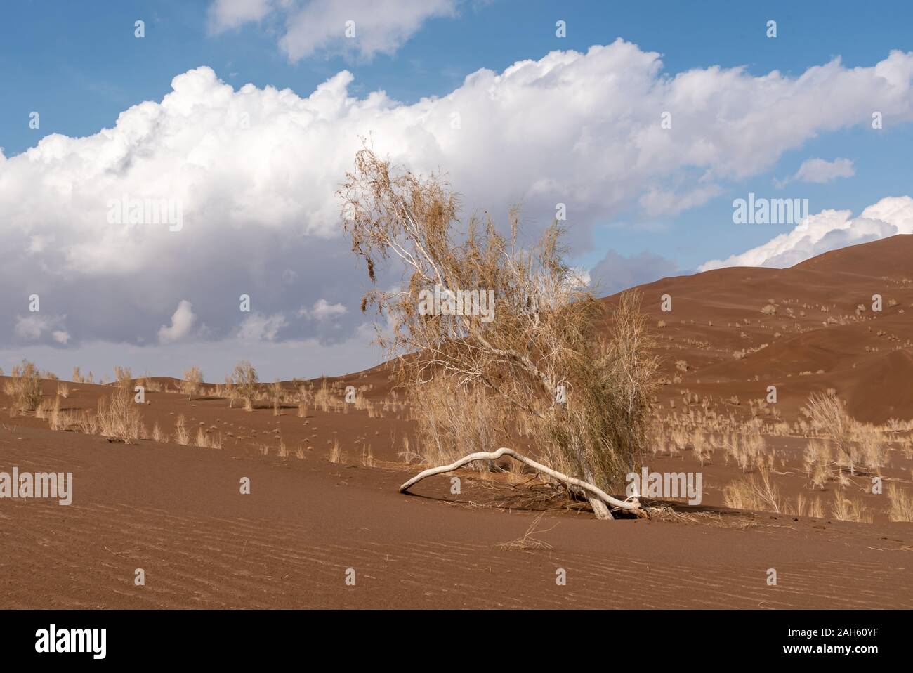 Eine Tamariske in der Wüste Lut Stockfoto