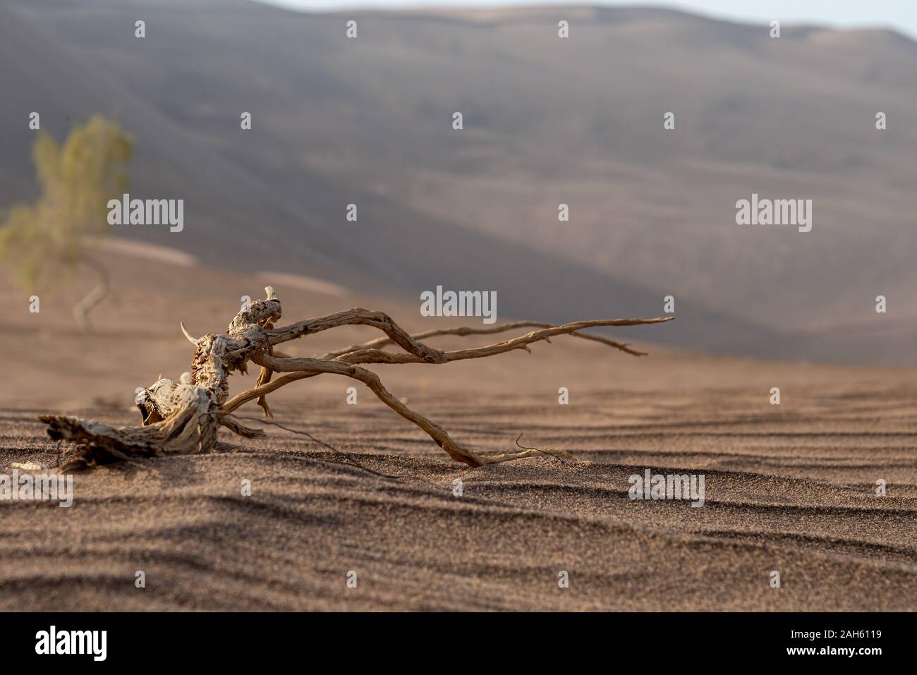 Tamariskenbaum textur Fotos und Bildmaterial in hoher Auflösung Alamy