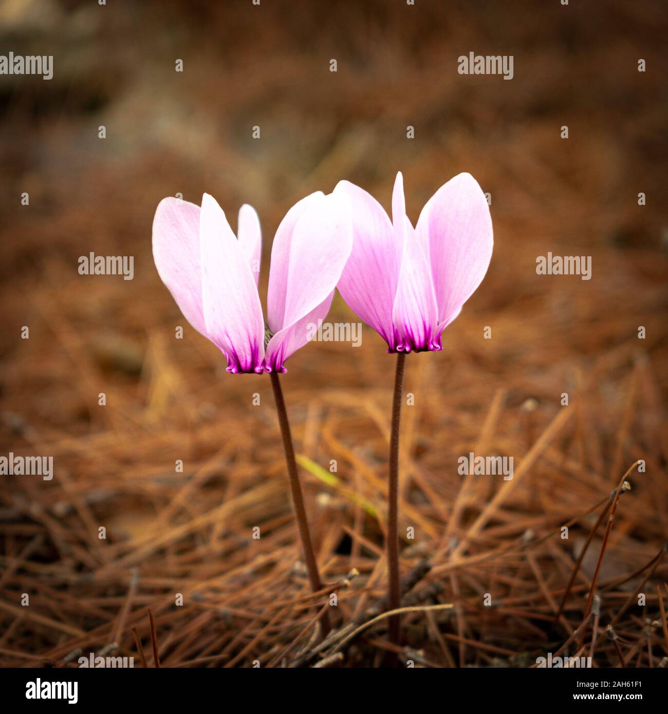Cyclamen Graecum (Griechische Alpenveilchen) Blumen in natürlicher Umgebung Stockfoto