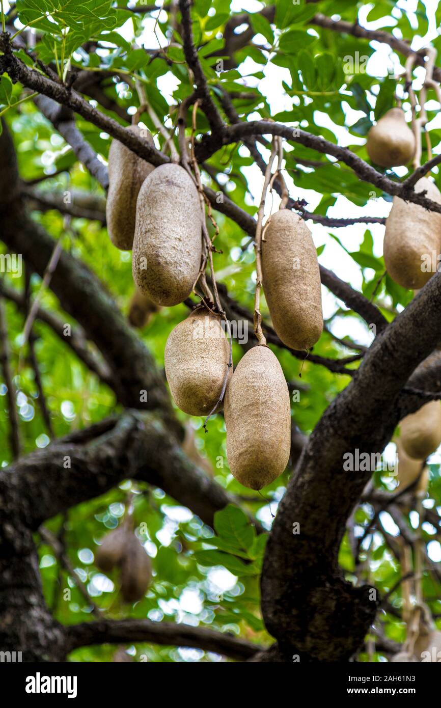 Wurst Baum (Kigelia Africana), Funchal, Madeira, Portugal Stockfoto