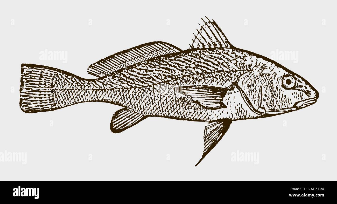 Atlantic croaker micropogonias undulatus in der Seitenansicht nach einer historischen Stich aus dem 19. Jahrhundert Stock Vektor