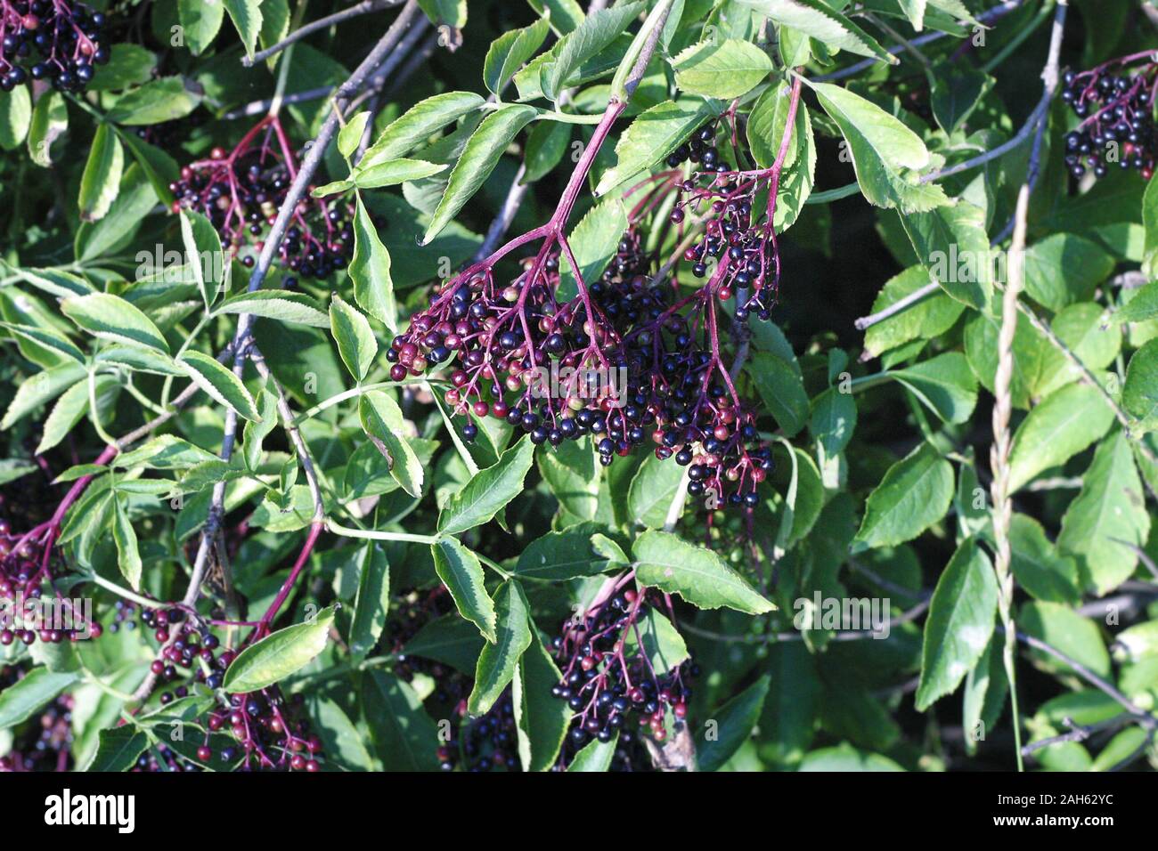 Elder Bush mit holunderbeeren im frühen Herbst. Medizinische und pharmazeutische Kräuter Europas Stockfoto
