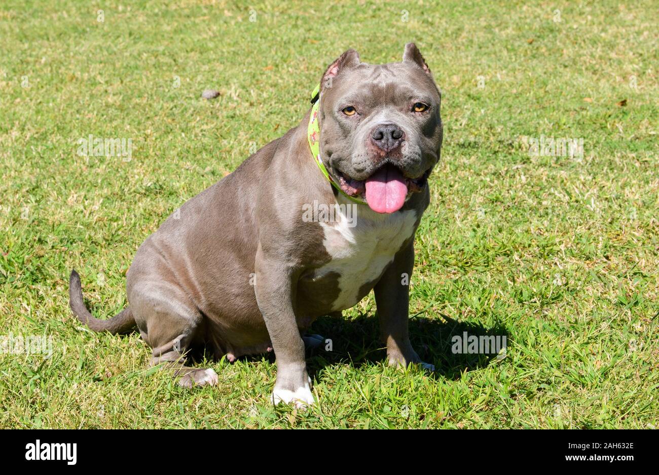 Grauer Pitbull Stockfotos Und Bilder Kaufen Alamy