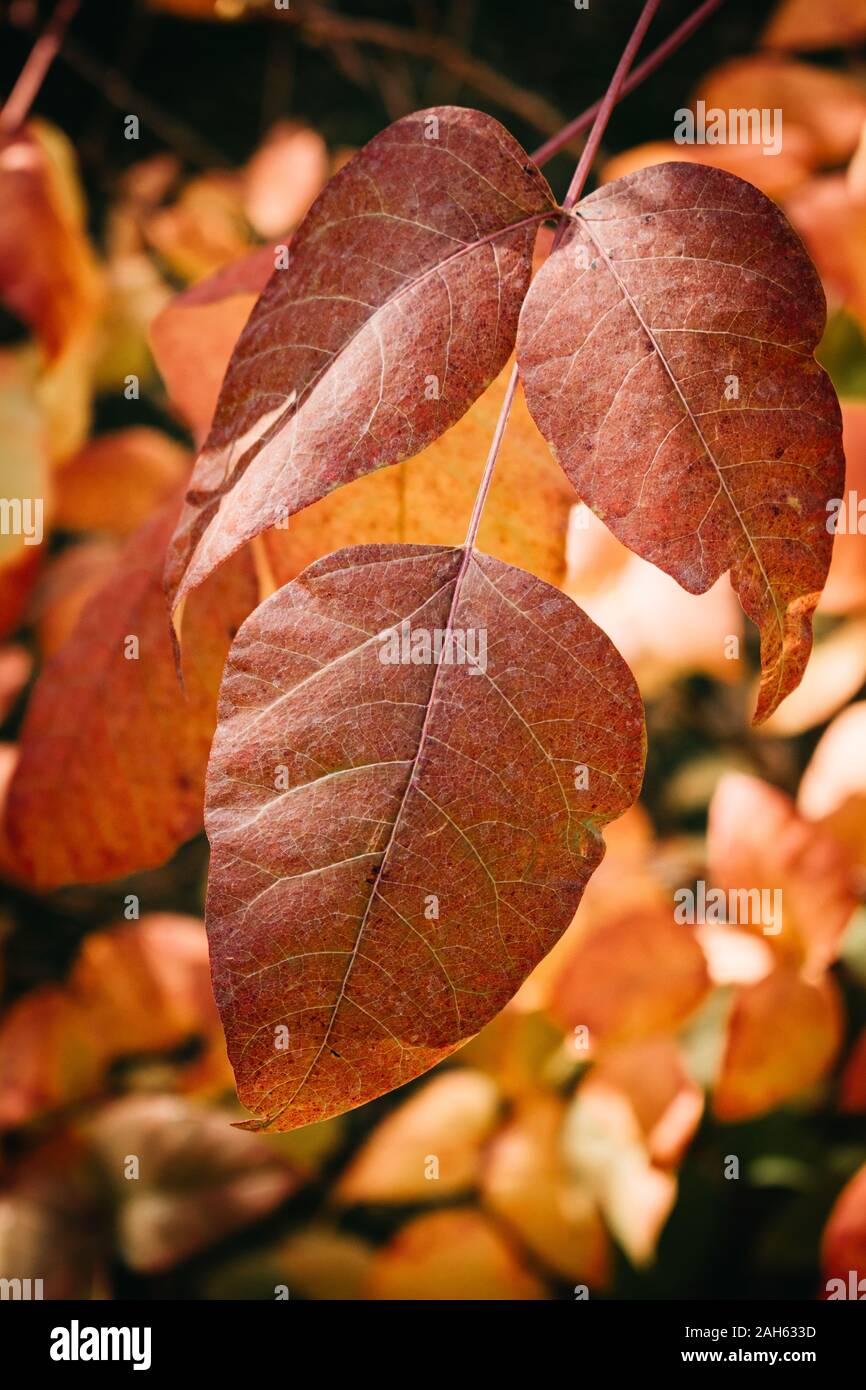 Rhus aromatica (duftende Sumach) rote Blätter Stockfoto
