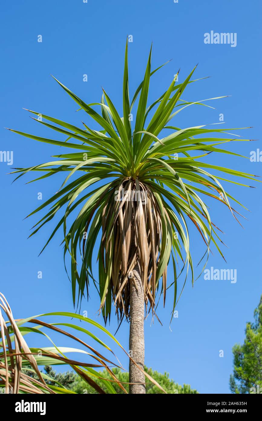 Cordyline australis (Cabbage Tree, Palm) Stockfoto