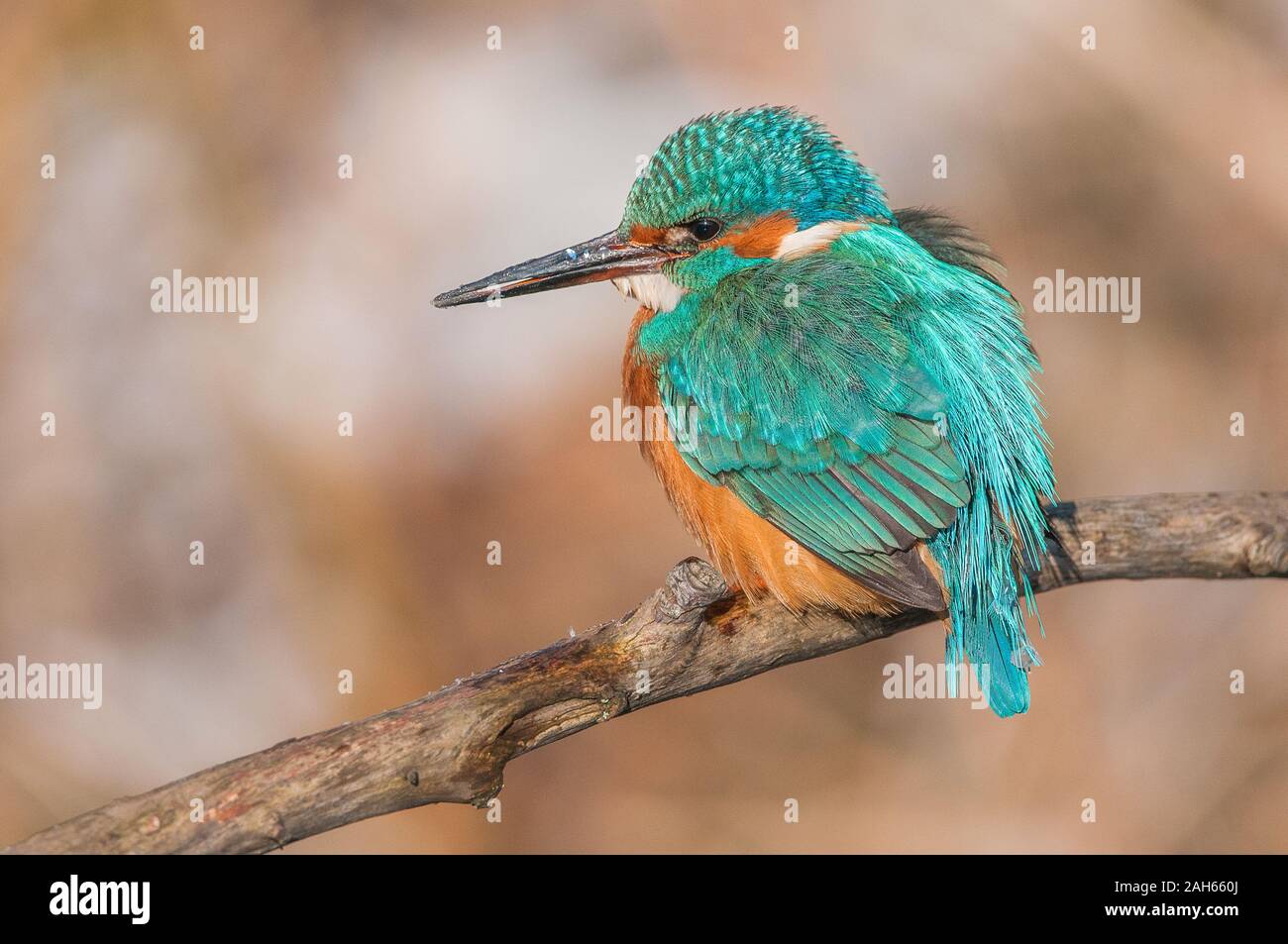 Eisvogel (Alcedo atthis) Fluss Kingfisher • Baden-Württemberg, Deutschland Stockfoto