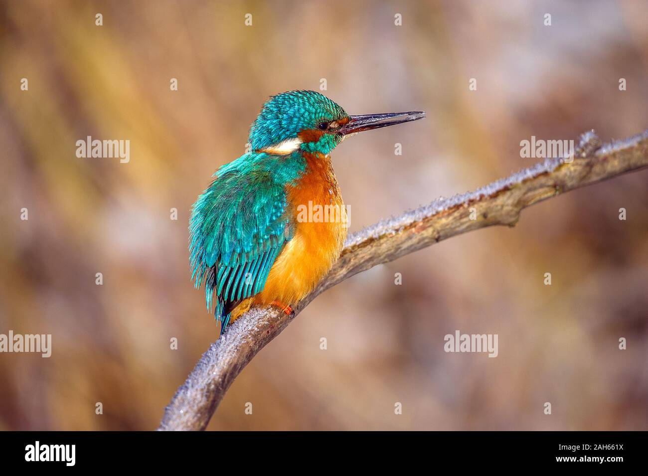 Eisvogel (Alcedo atthis) Fluss Kingfisher • Baden-Württemberg, Deutschland Stockfoto