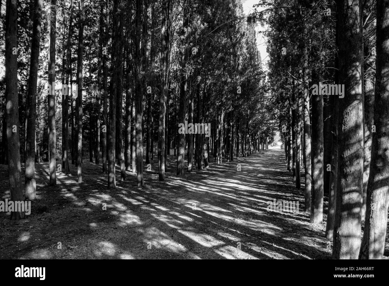 Landstraße mit Zypressen - Schwarz und Weiß Stockfoto