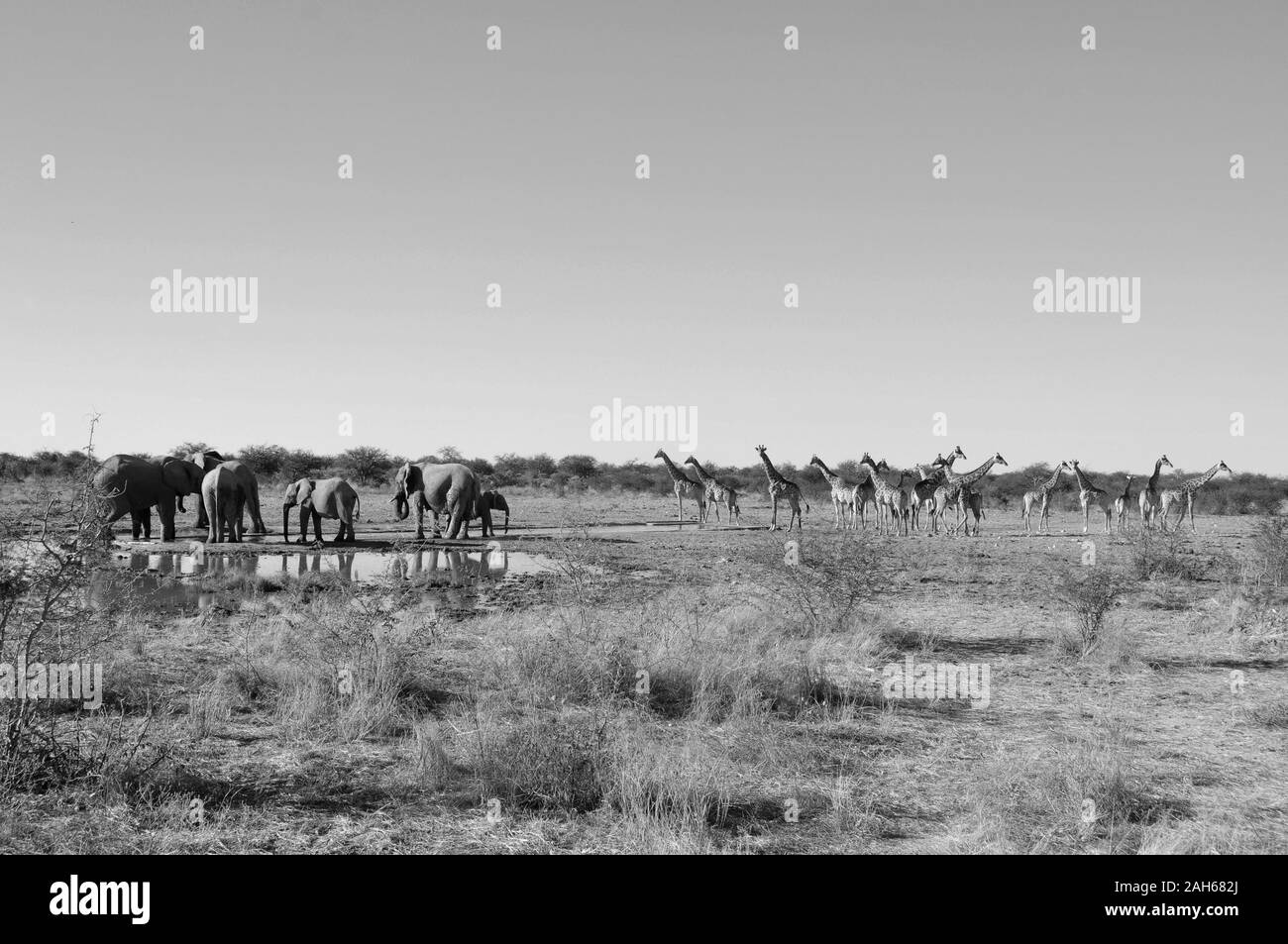 Namibia: eine Herde von girafs und Elefanten im Etosha National Park. Stockfoto