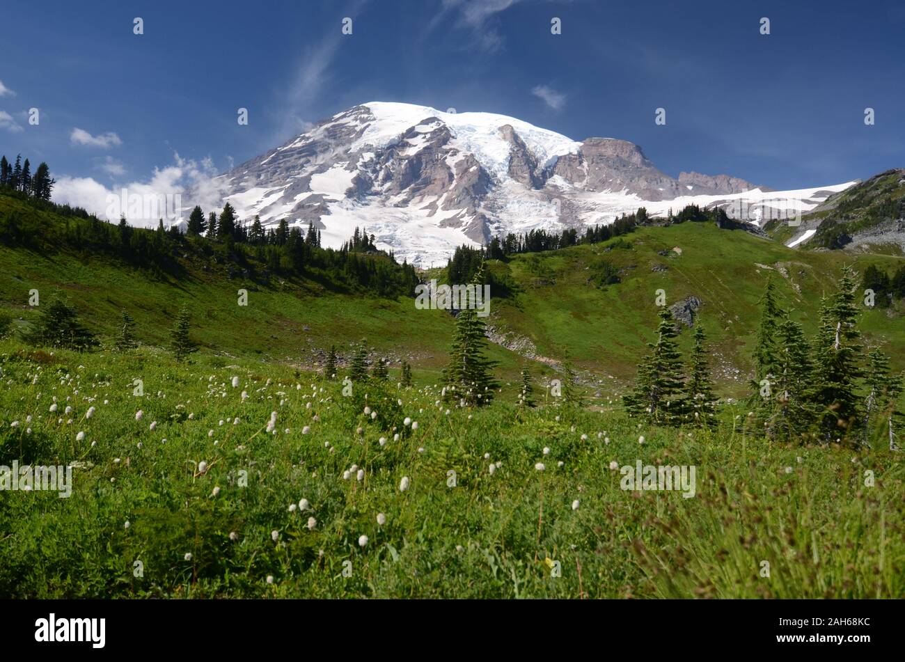 Mt. Rainier mit Wildblumen Stockfoto