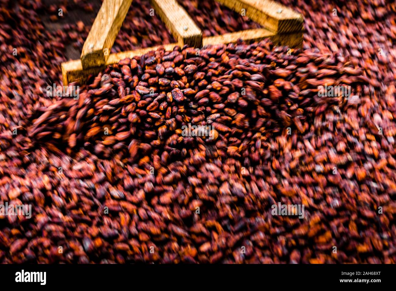 Cocoa Bean Trockenrack in Grenada Stockfoto