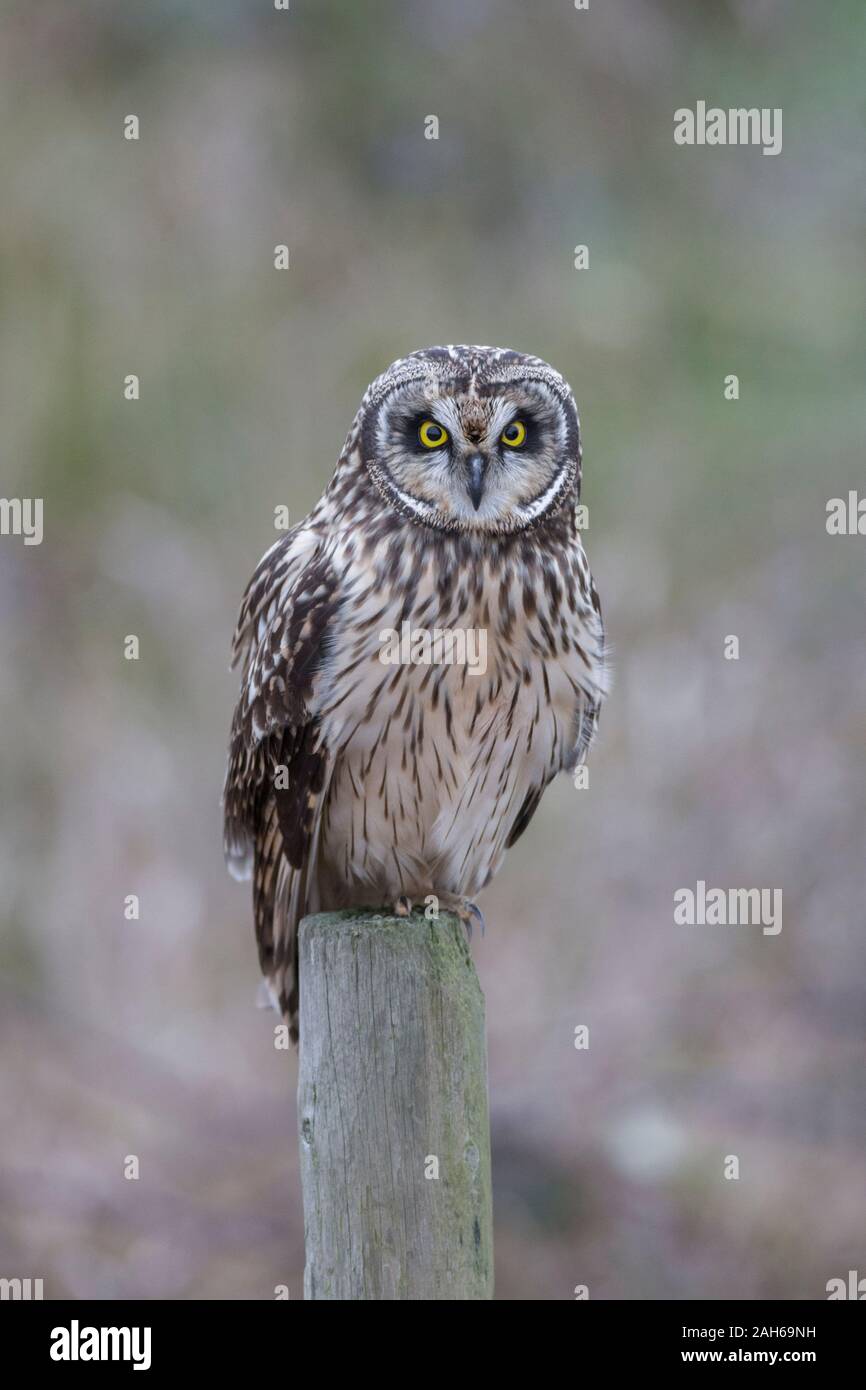 Short eared owl bei Delta BC Kanada Stockfoto