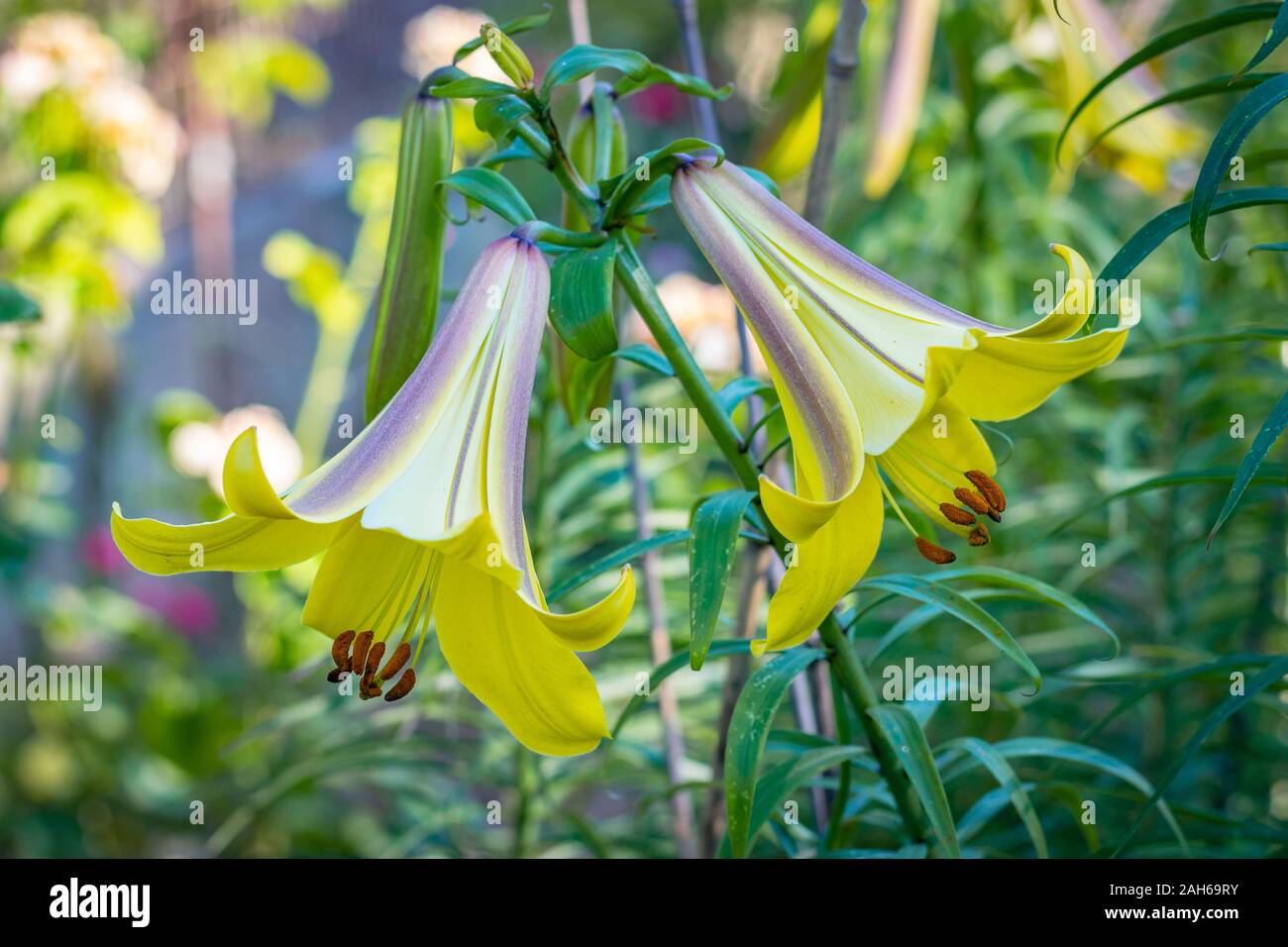 Lilium Goldene Pracht (Trompete Lily) Stockfoto