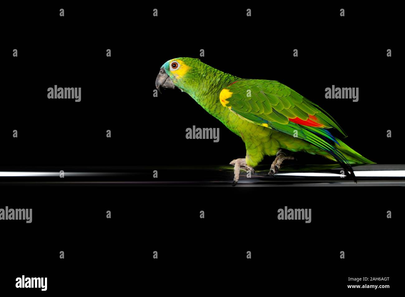 Papagei spielen und in Photo Studio posing Stockfoto