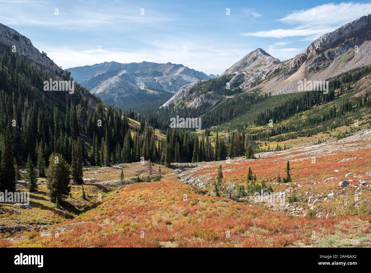 Wiese der Alpinen fleeceflower Farbe drehen in Oregon Wallowa Mountains. Stockfoto