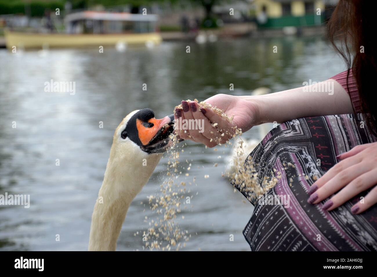 Der Kopf einer höckerschwan (Cygnus olor) essen Hafer aus der Hand der Dame mit lackierten Nägeln, was für ein Chaos und Gießen Hafer überall. Fluss in zurück Stockfoto