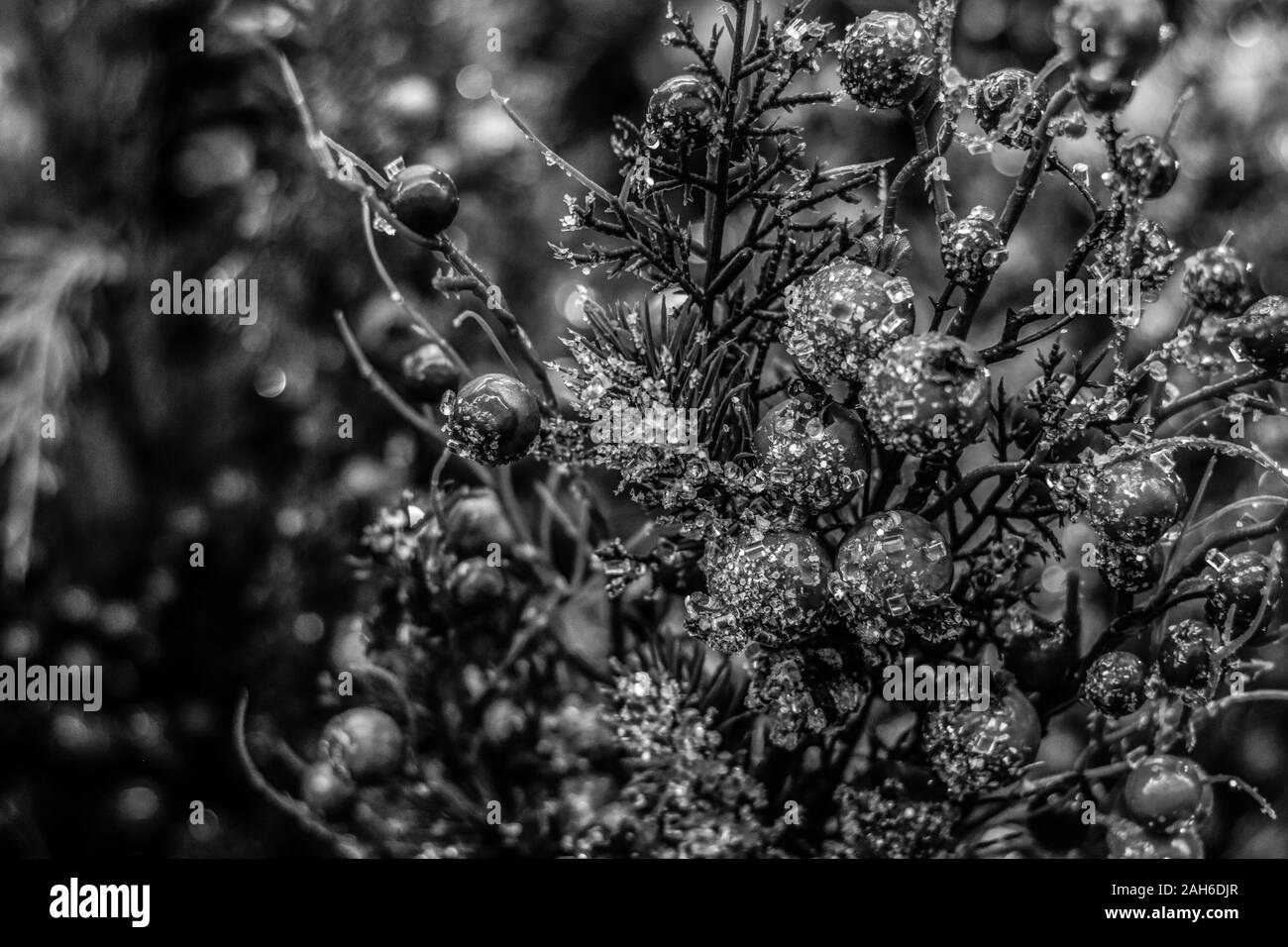 Festliche Floristik dekorative Zweige mit Eis Schwarz und Weiß Foto Stockfoto