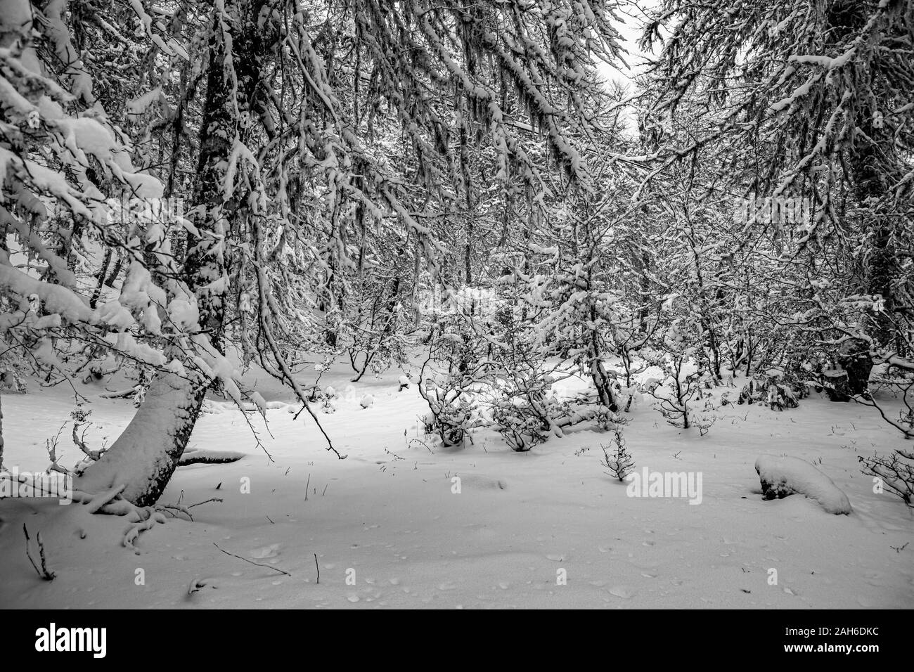 Verschneiten Wald im Winter, Spanien. Stockfoto