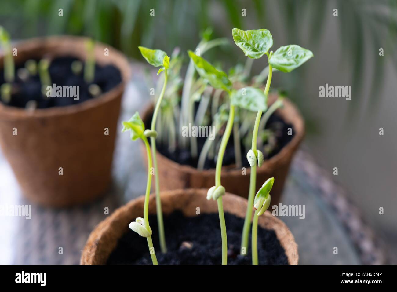 Junge Bohne Pflanzen in Töpfen biodegardable Pflanze, aus deren Samen jetzt drei Tage für gesundes Wachstum gekeimt. Stockfoto