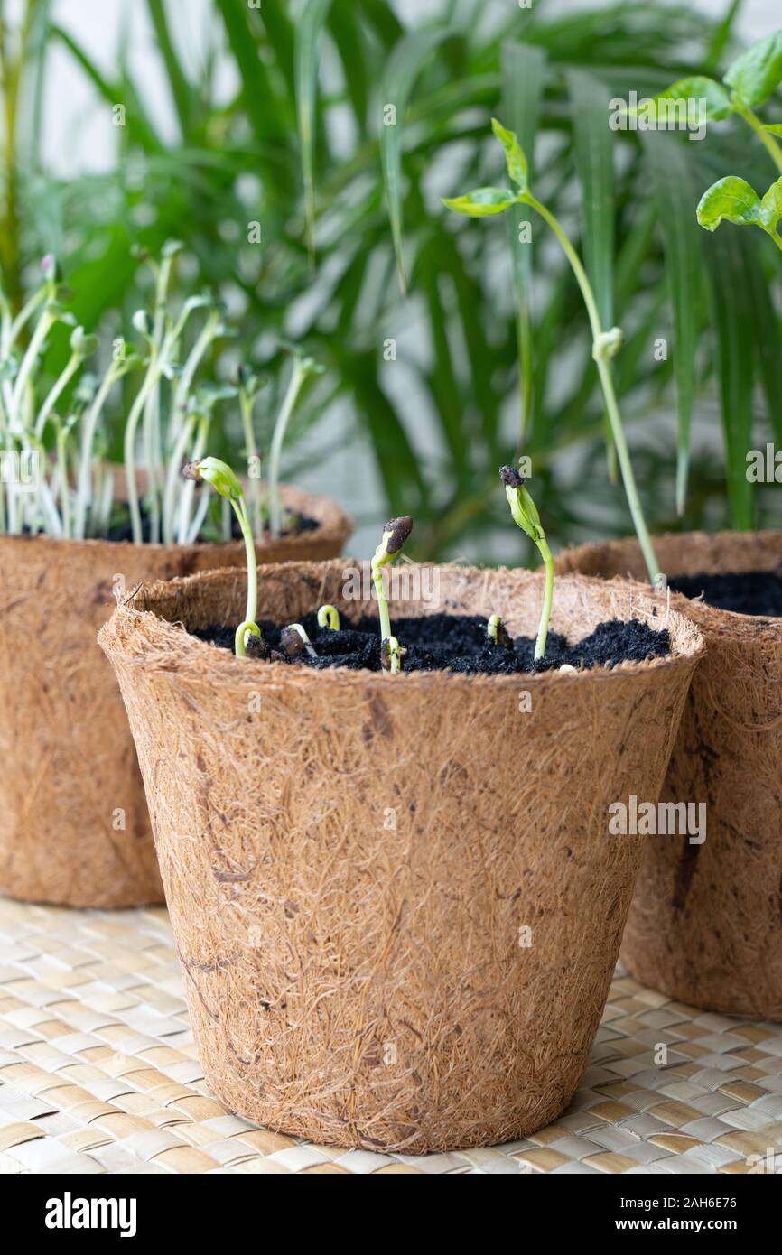 Die Sämlinge in biologisch abbaubaren Kokosnuss Schale Töpfe in den Philippinen machte gewachsen. Das umweltfreundliche Töpfe können wieder zusammen mit der Setzlinge gepflanzt, in ein Stockfoto