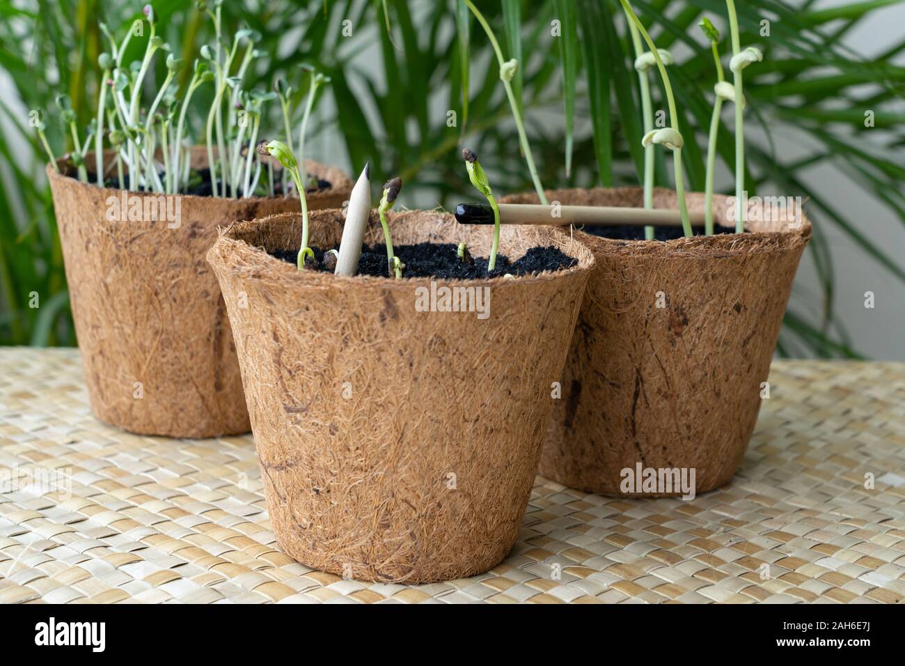 Plantable Bleistifte aus Bambus & in biologisch abbaubaren Kokosnuss Schale Töpfe gepflanzt. Anstelle von einem Radiergummi am Ende, eine biologisch abbaubare Gelatine Kapsel ist Stockfoto