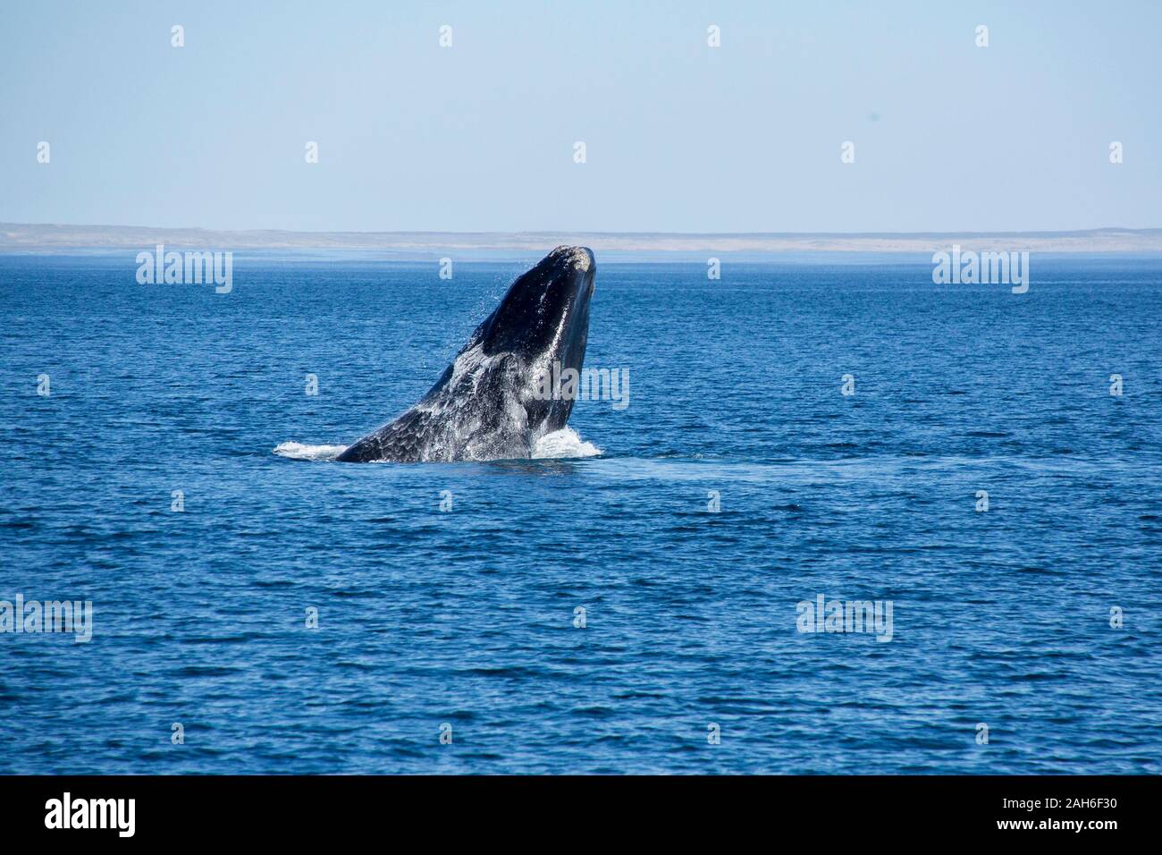 Südkaper (Eubalaena australis) aus, damit die Wasser auf die Halbinsel Valdes Stockfoto