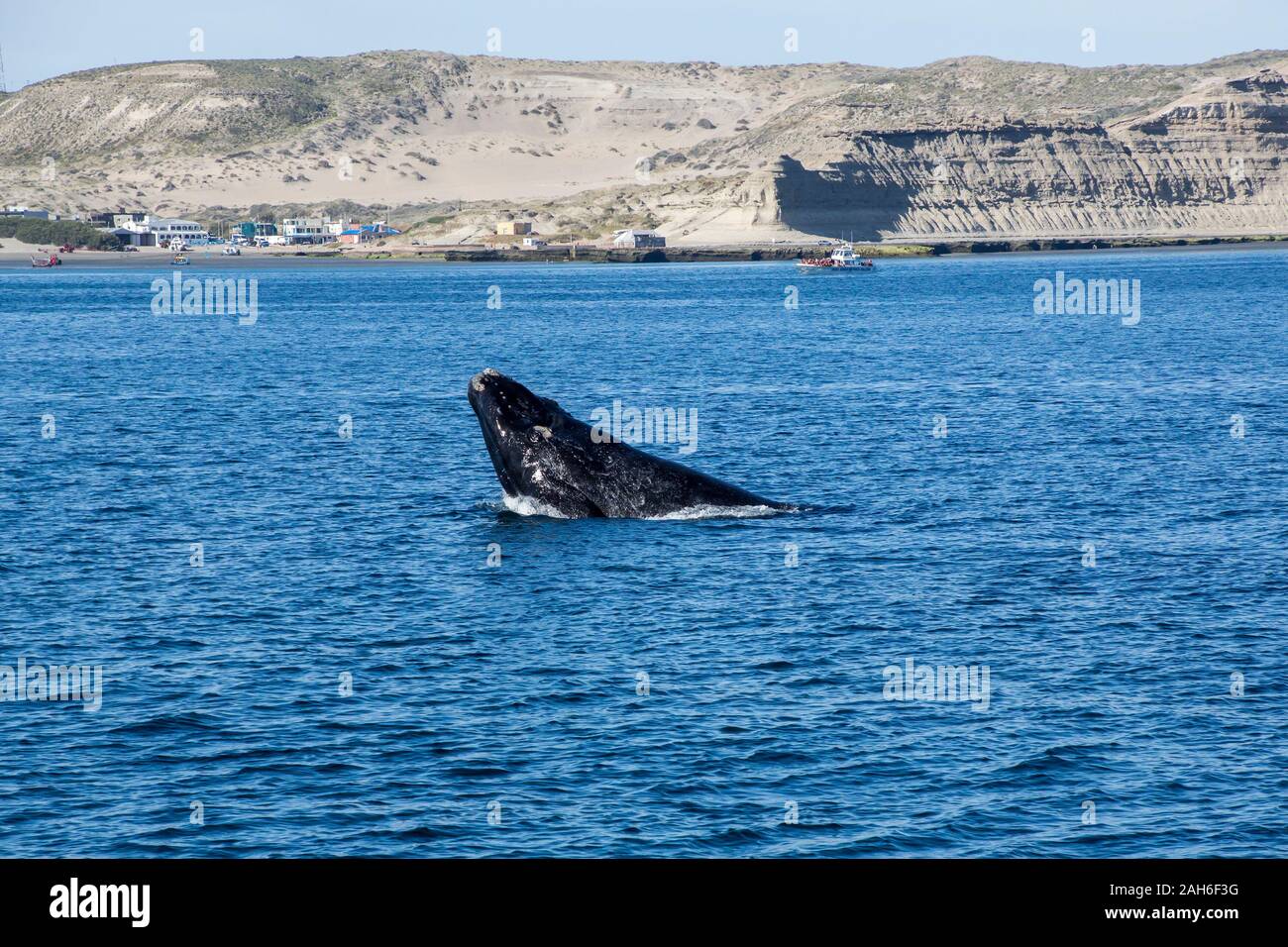 Südkaper (Eubalaena australis) aus, damit die Wasser auf die Halbinsel Valdes Stockfoto