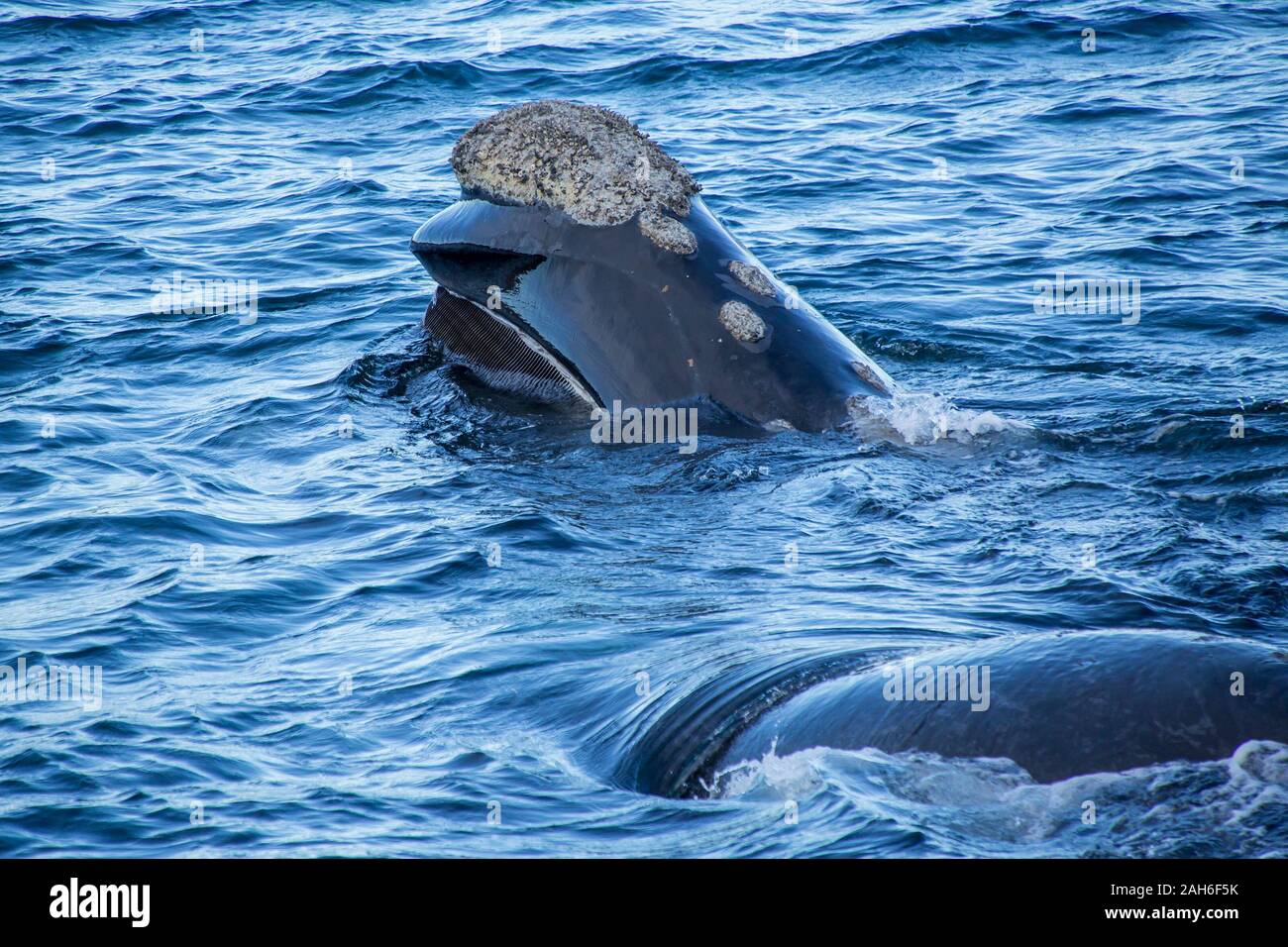 Südkaper (Eubalaena australis) ist aus dem Wasser der Halbinsel Valdés, Mutter wal Fütterung auf der Oberfläche des Wassers, wodurch die Barten Stockfoto