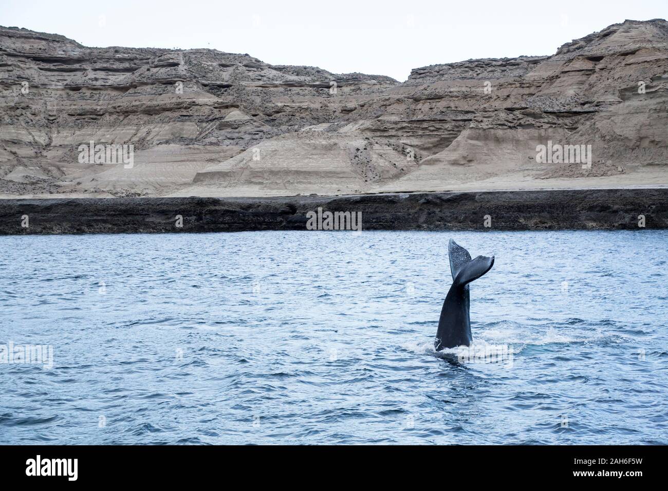 Südkaper (Eubalaena australis) aus dem Wasser auf die Halbinsel Valdes Stockfoto