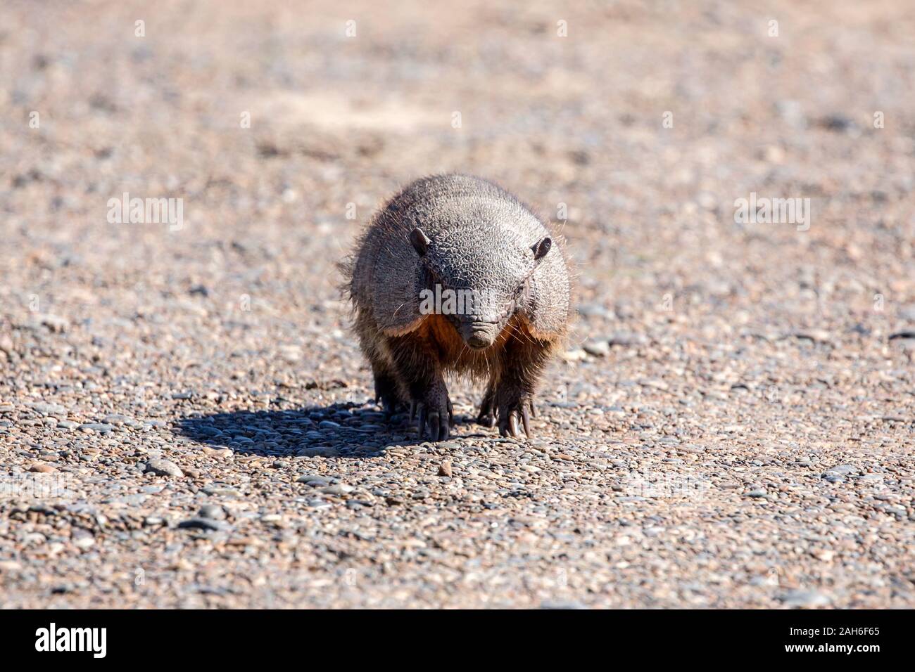 Big Hairy Armadillo oder großen haarigen Armadillo oder "enorme haarige Armadillo" (Chaetophractus Villosus) im Peninsula Valdes Stockfoto