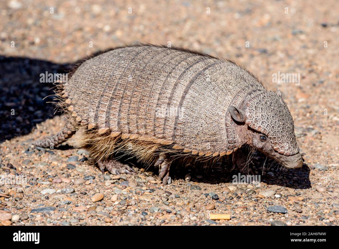 Big Hairy Armadillo oder großen haarigen Armadillo oder "enorme haarige Armadillo" (Chaetophractus Villosus) im Peninsula Valdes Stockfoto