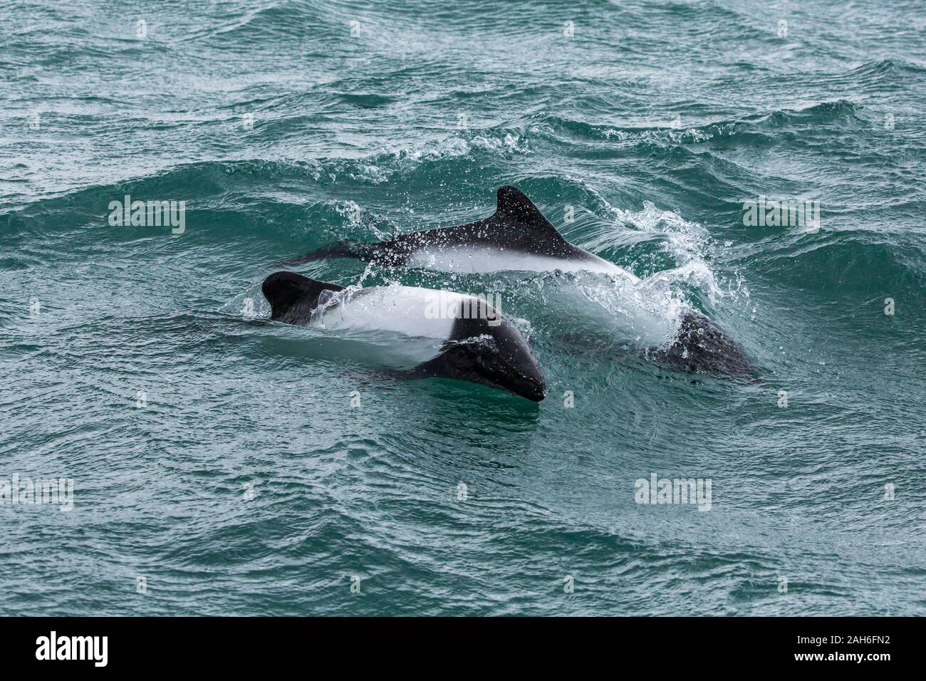 Commerson Dolphin's (Cephalorhynchus commersonii) bei Puerto Rawson, Chubut, Argentinien Stockfoto