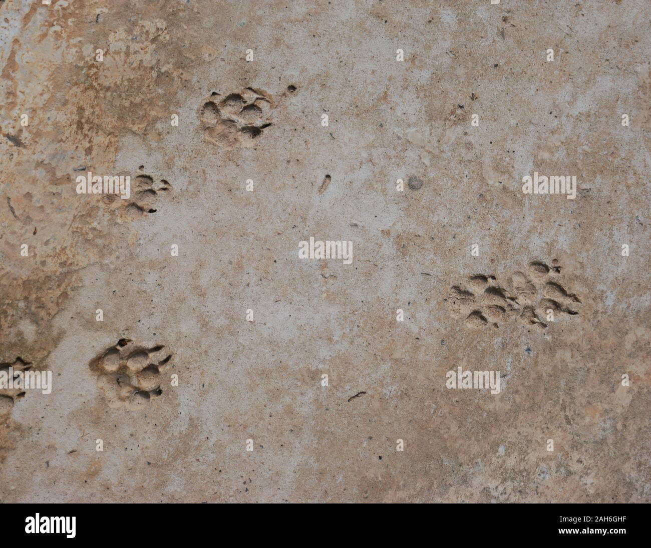 Ein Hund footprints in Beton Stockfoto