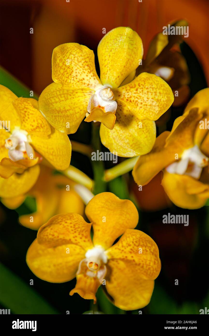 Exotische Orchidee. Nahaufnahme der glänzend goldgelben Blütenblätter Orchidee mit roten Punkten und Venen, auf verschwommem orangefarbenem Hintergrund. Stockfoto