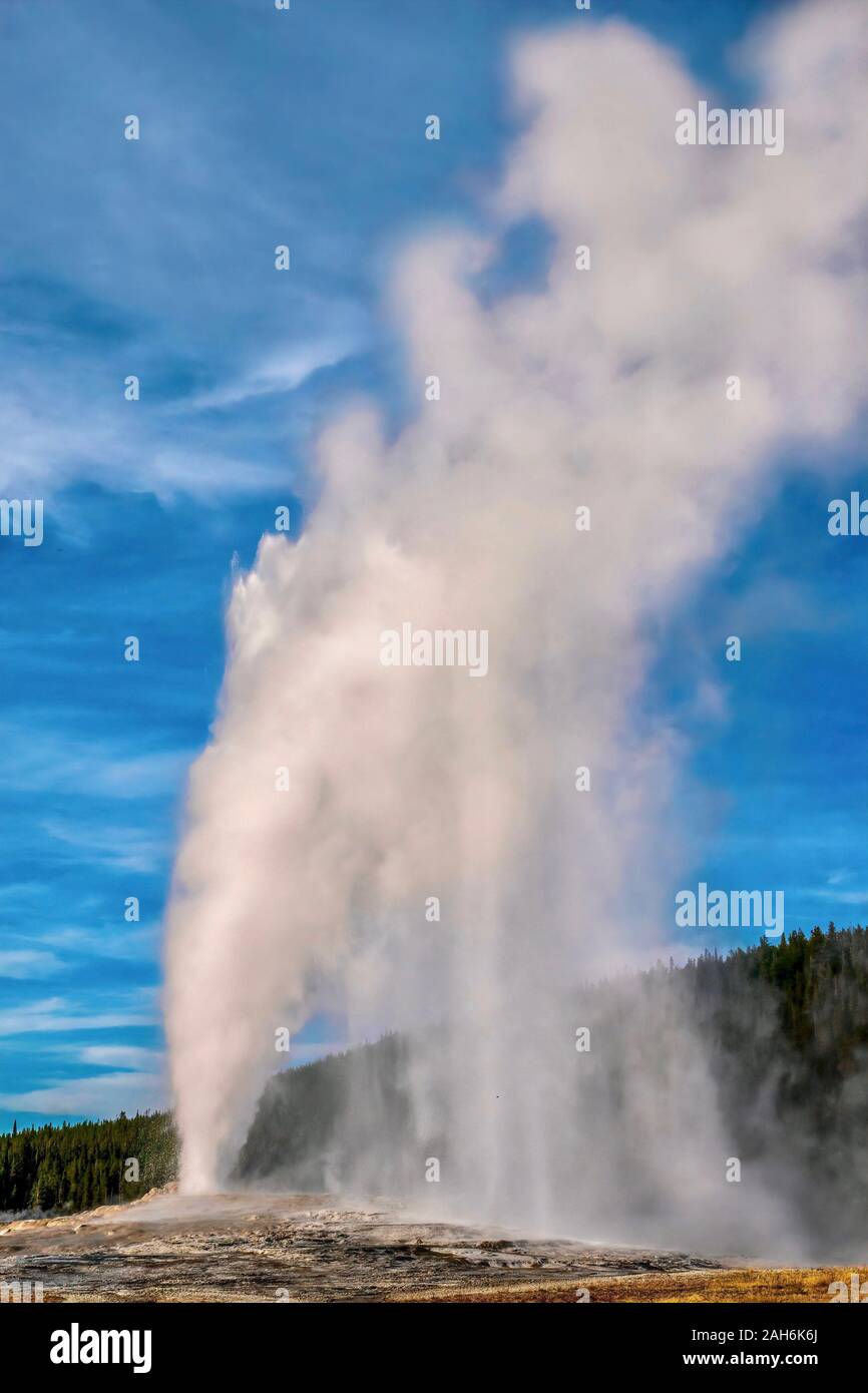 Eine vertikale Bild des Old Faithful ausbrechenden, schießen eine Spalte von kochendem Wasser und Dampf in die Luft in der Upper Geyser Basin im Yellowstone NP. Stockfoto