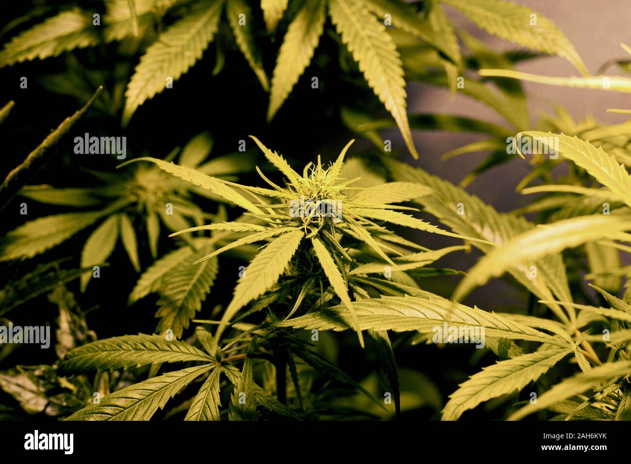 Grüne Blätter und Knospen der Blüte cannabis Sträuchern. Indoor Marihuana Pflanzen unter Kunstlicht. Stockfoto