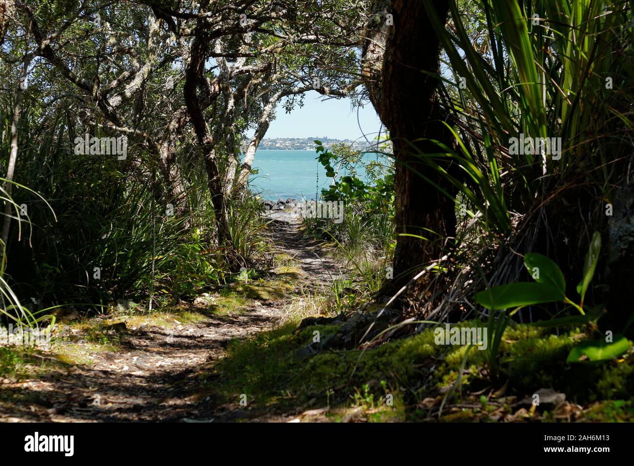 Tag Reise-, Wander- und Trail Wege führen durch die malerische Rangitoto Island Wildlife Sanctuary in der Nähe von Auckland, Neuseeland Stockfoto