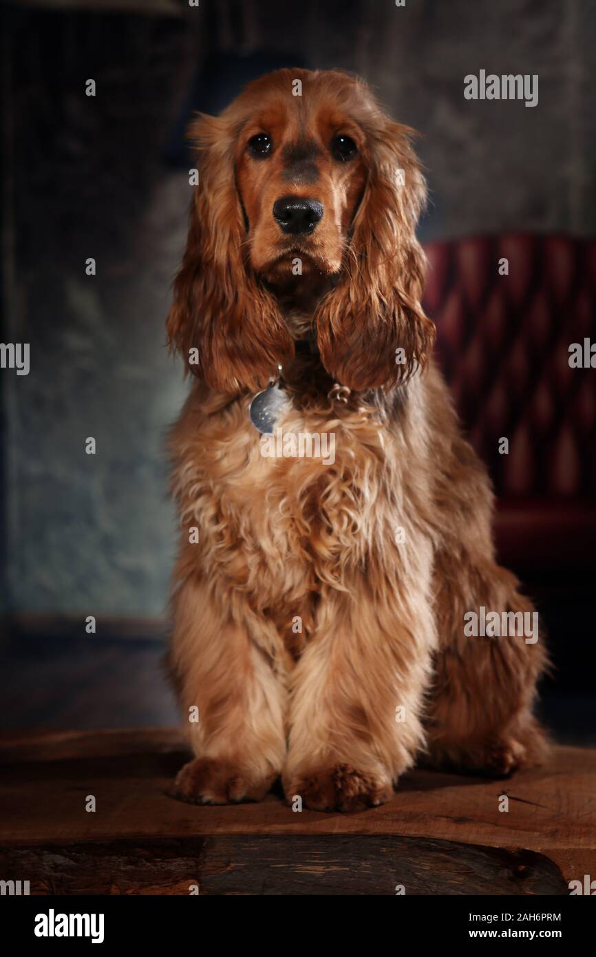 Cocker Spaniel dog portrait Shooting in Photo Studio Stockfoto