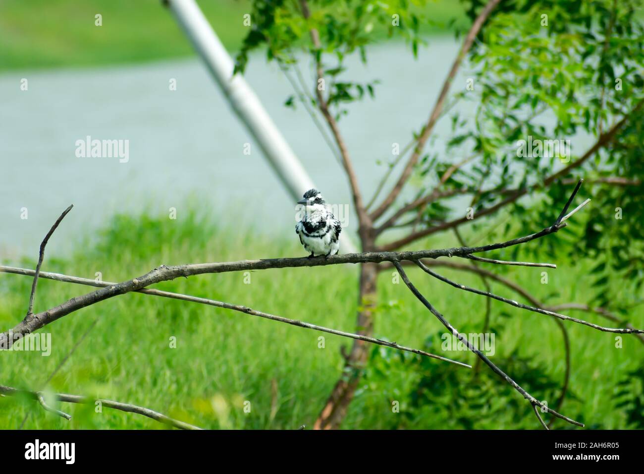 Pied kingfisher Wasser Vogel (Ceryle rudis) mit Weiß schwarzes Gefieder Crest und großen Schnabel auf Ast im Küstenbereich hocken Schweben für c entdeckt Stockfoto